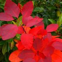 Cotinus coggygria feuille automne